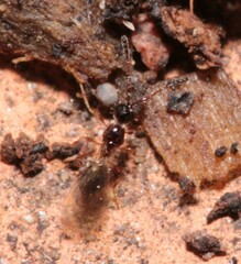 Trichopria drosophilae