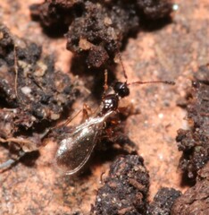 Trichopria drosophilae