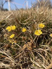 Potentilla heptaphylla