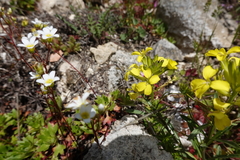 Erysimum duriaei gorbeanum