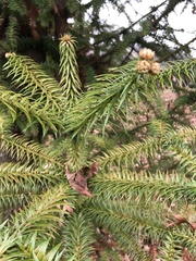 Cunninghamia lanceolata