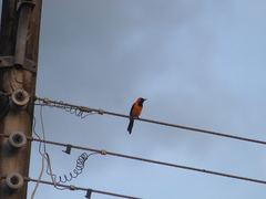 Icterus auricapillus