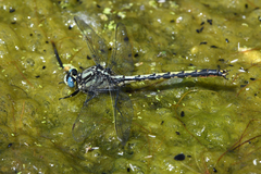 Arigomphus cornutus