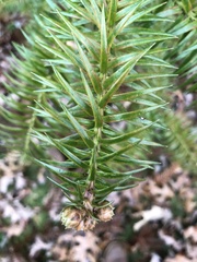 Cunninghamia lanceolata