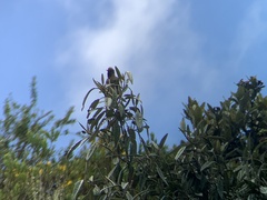 Chalcostigma herrani