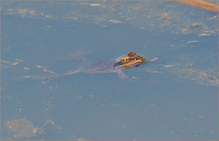 Rana amurensis