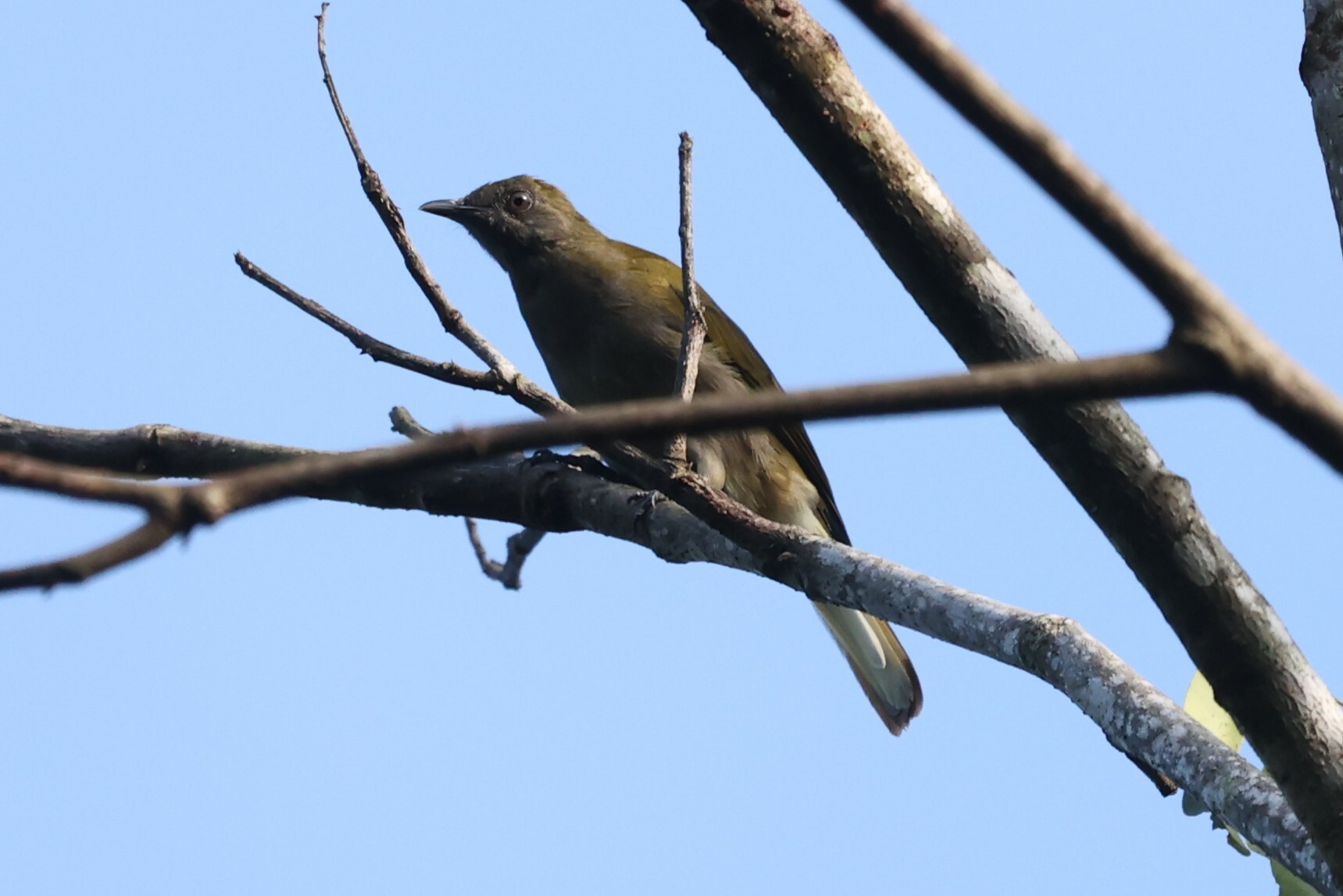Honeyguide Greenbul (Baeopogon indicator), photo 7