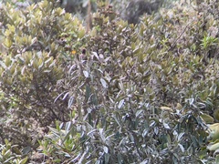 Chalcostigma herrani