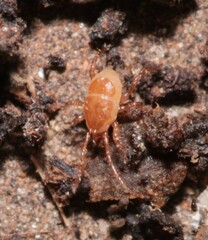 Parasitidae