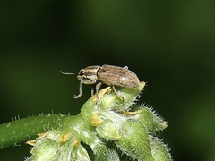 Sitona lineatus