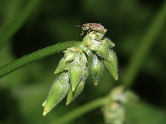 Sitona lineatus