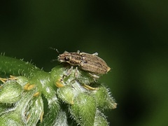 Sitona lineatus