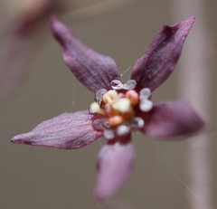 Xanthorhiza simplicissima