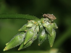 Sitona lineatus
