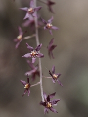 Xanthorhiza simplicissima