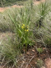 Hypoxis galpinii