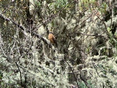 Ochthoeca fumicolor