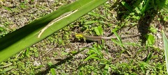 Cnemidophorus gaigei
