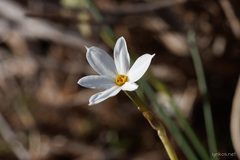 Narcissus deficiens