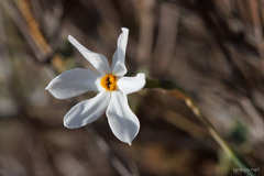 Narcissus deficiens