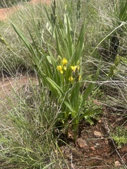Hypoxis galpinii