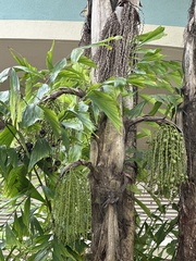 Caryota urens
