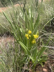 Hypoxis galpinii