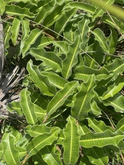 Raphionacme procumbens