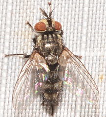 Tachinomyia