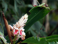 Alpinia shimadae