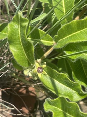 Raphionacme procumbens