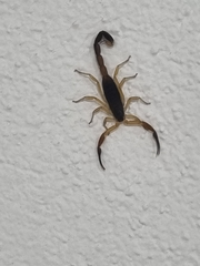 Centruroides fulvipes