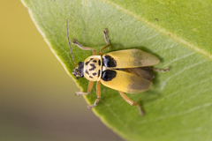 Chauliognathus ignaciosus