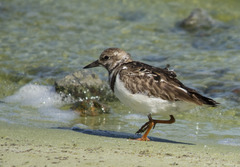 Arenaria interpres interpres