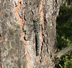 Aeshna subarctica
