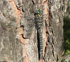 Aeshna subarctica