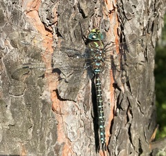Aeshna subarctica