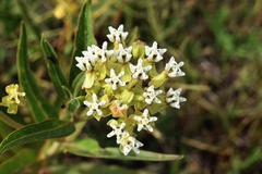 Asclepias mellodora