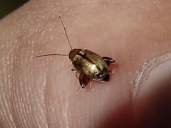 Longitarsus melanocephalus