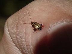 Longitarsus melanocephalus