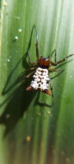 Micrathena saccata