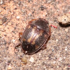 Stelidota geminata