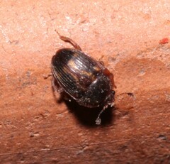 Stelidota geminata