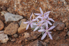 Colchicum pusillum