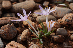 Colchicum pusillum