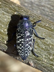 Lampetis webbii