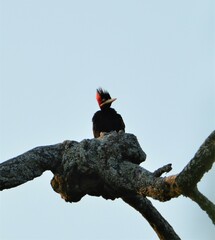 Campephilus leucopogon