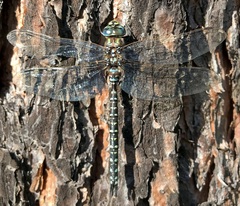 Aeshna subarctica