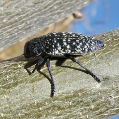 Lampetis webbii