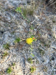 Hypericum myrtifolium